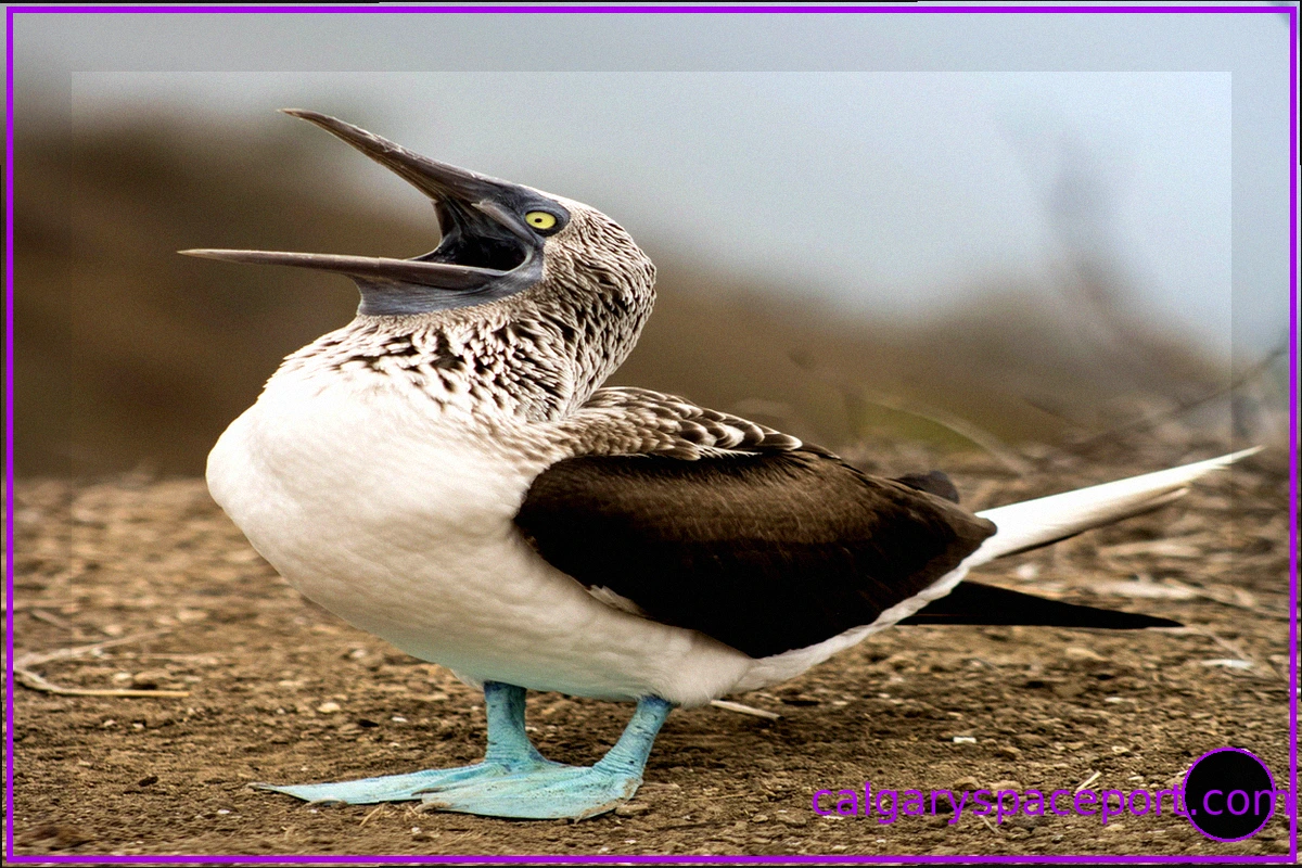 El Niño Drives South American Seabirds Further North Than Usual in Panama